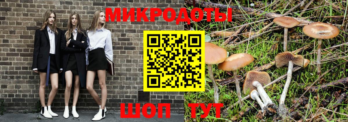 Галлюциногенные грибы Psilocybe Славгород